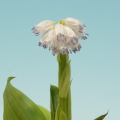 �����������祦���祦�Х���