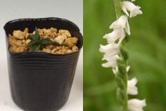 �ͥ��Х���֡���֥⥸��������ܻ�