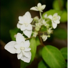 ���������ĥ� �ֳ�