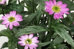 ߥ䥳凉ʥե⥤ߥ䥳凉