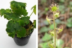 ������������륽���ʥե��ꥳ������륽����