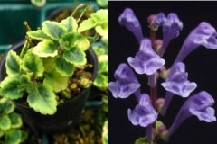 �������ĥʥߥ����ʥե��꥿�ĥʥߥ�����