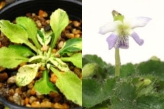 �����ĥ������ߥ�ʥե���ĥ������ߥ��