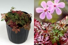 ɱ�ե���������̾�����䥭������