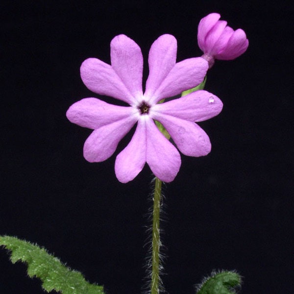 �����饽���������������˥��åȣ� (���ܺ���)