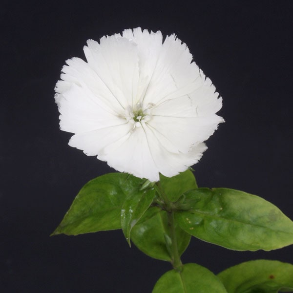 白花ガンピ販売通販