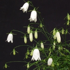 ֥亮㥸 ִ亻 ³ ݥå