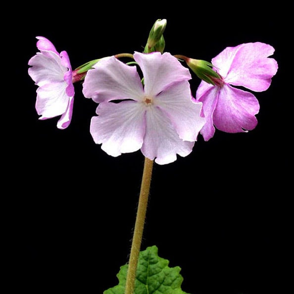 �������ʥ��åȣ����ʥ˥ۥ󥵥��饽���ˡ�