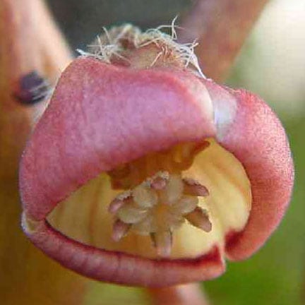 フタバアオイ販売通販