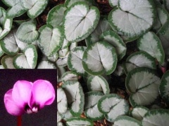 ���亮�������ַϡ��������󥳡��ࡡ����С��꡼��