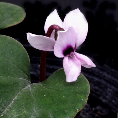 ���亮��������ϡ��������󥳡��ࡡ����