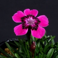 �Υ����祯����ޥʥǥ�����ǻ��������ҡ�