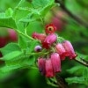 箱根ツリガネツツジ|全商品一覧表