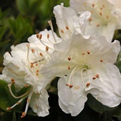 ��������ҥ����ĥĥ�