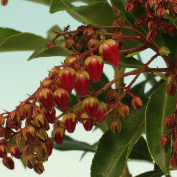 ǻ���ֲ֥�����