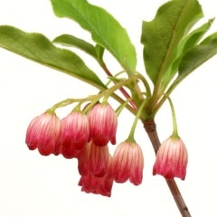 �ȥ��饵�ɥ�����ĥĥ�