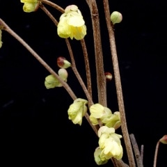 �����ߥ���