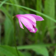 ������ʥ����ҥ��ˡ����庬����