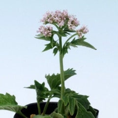 ����եȥϥ륪�ߥʥ���