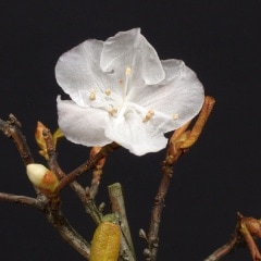 ���ɱ������ĥĥ�