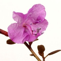 ɱ������ĥĥ�