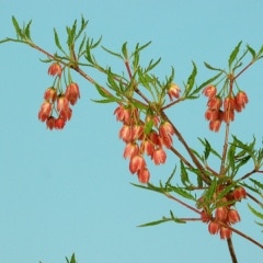 ���եɥ�����ĥĥ�