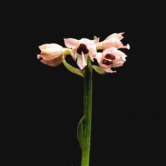 Ȭ�Ż��ϡ��ӡ��䥨��ޥ��祦���祦�Х��ޡ��ʥ����祦���祦�Х��ޡ�