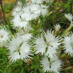 ��֥��⥤�ʥǥ���