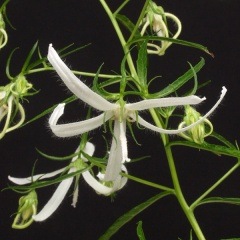 ���ۥ���֥�����