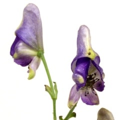 �����ȥꥫ�֥ȡ�