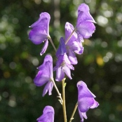 ����ȥꥫ�֥�