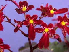 ��ʸ������