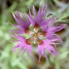 ���⥤�ʥǥ���