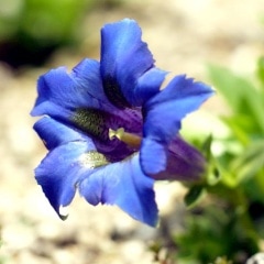 ����ܥ��ɥ�