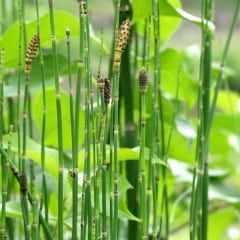 �����ȥ���