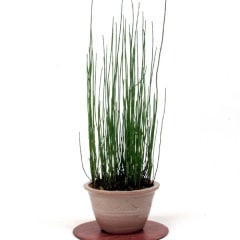 �ߥ��ȥ������ߥ��ɥ���