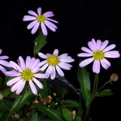 ��󥴥�Υ���