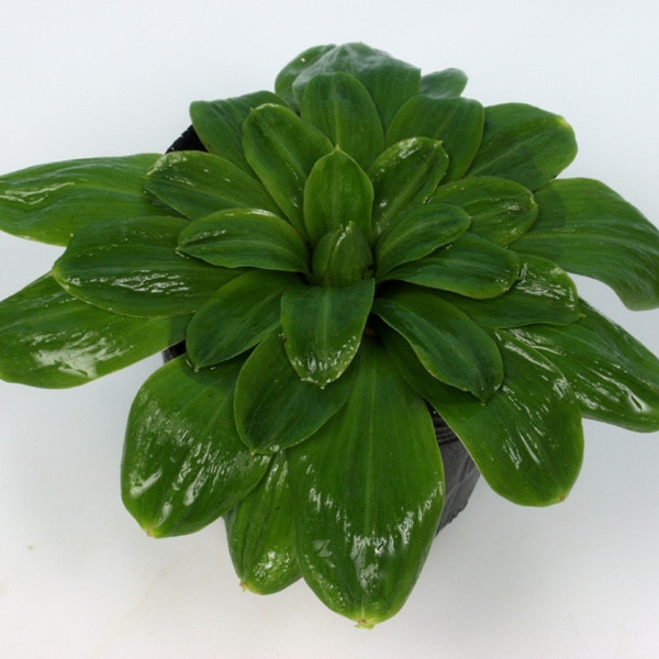 ※ ショウジョウバカマ 猩々袴 羅紗丸の芽変わり 強羅紗品種 山野草 珍品 ショウジョウバカマ（猩々袴） | 中央アルプス駒ヶ岳ロープウェイ