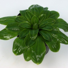 ���祦���祦�Х��ޡ��饷��ޥ롡�ϡ��ӡ���Ӵ�