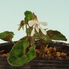 ���ꥪ��ƥ��ߥ����ɽ���ߥ��