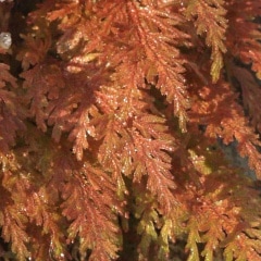 �����ͥ����ʥ����ҥС�