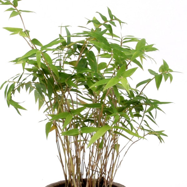 ホウライチク 蓬莱竹販売通販