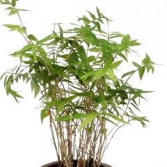 �ۥ��饤����/˩����