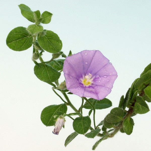 ��Ω�����������饯��