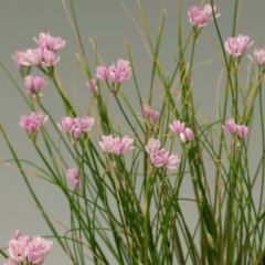 �������å���ʥޥ󥷥奦���ȥ�å����