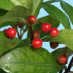 ��¥�֥�������