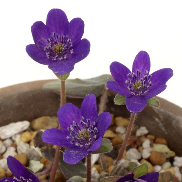 オオミスミソウ 紫花 雪割草の仲間販売通販