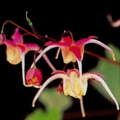 �����꥽���̵���