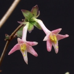 山採り　ウグイスカグラ　ムラサキシキブ付き ウグイスカグラ販売通販