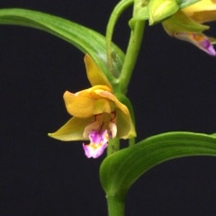 山野草・カキラン苗！画像の斑入り株お届けいたします！一株にて2芽です。ラン苗 山野草・カキラン苗！画像の斑入り株お届けいたします！一株にて